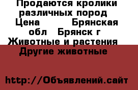 Продаются кролики различных пород › Цена ­ 600 - Брянская обл., Брянск г. Животные и растения » Другие животные   